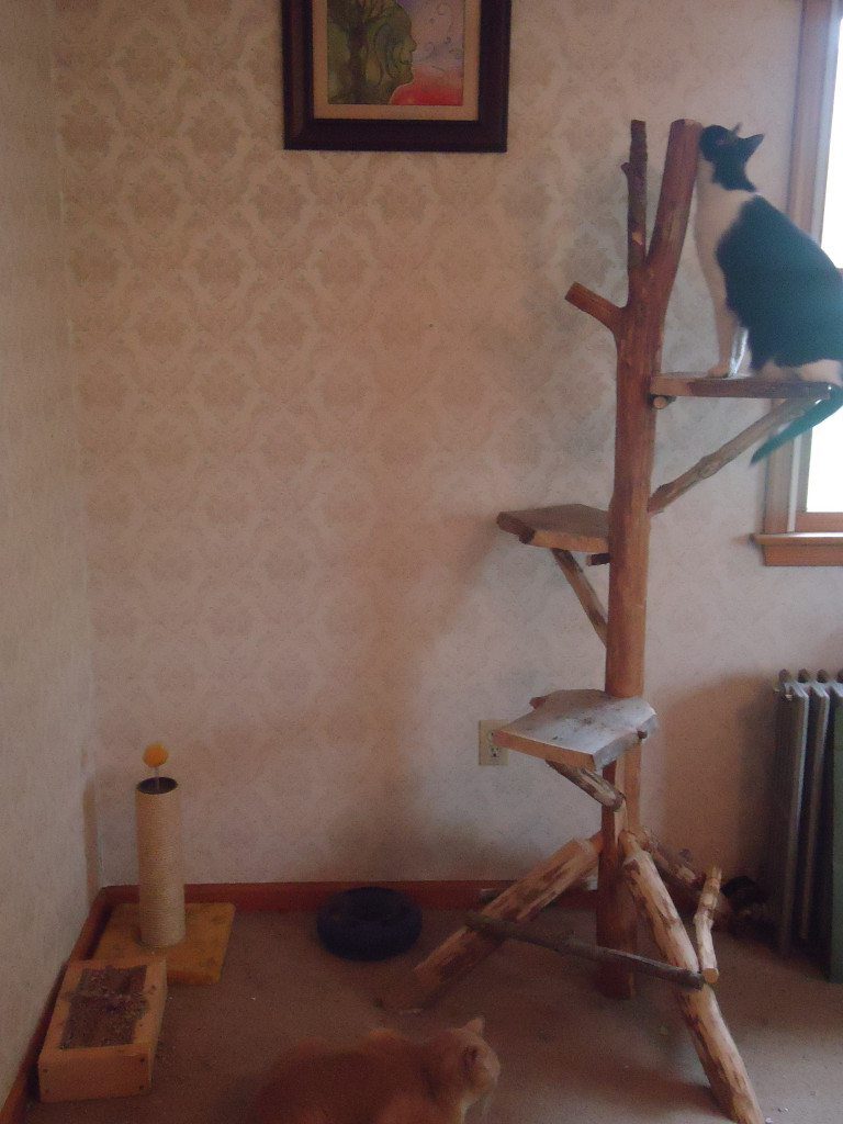 Cat trees - Devine Escapes