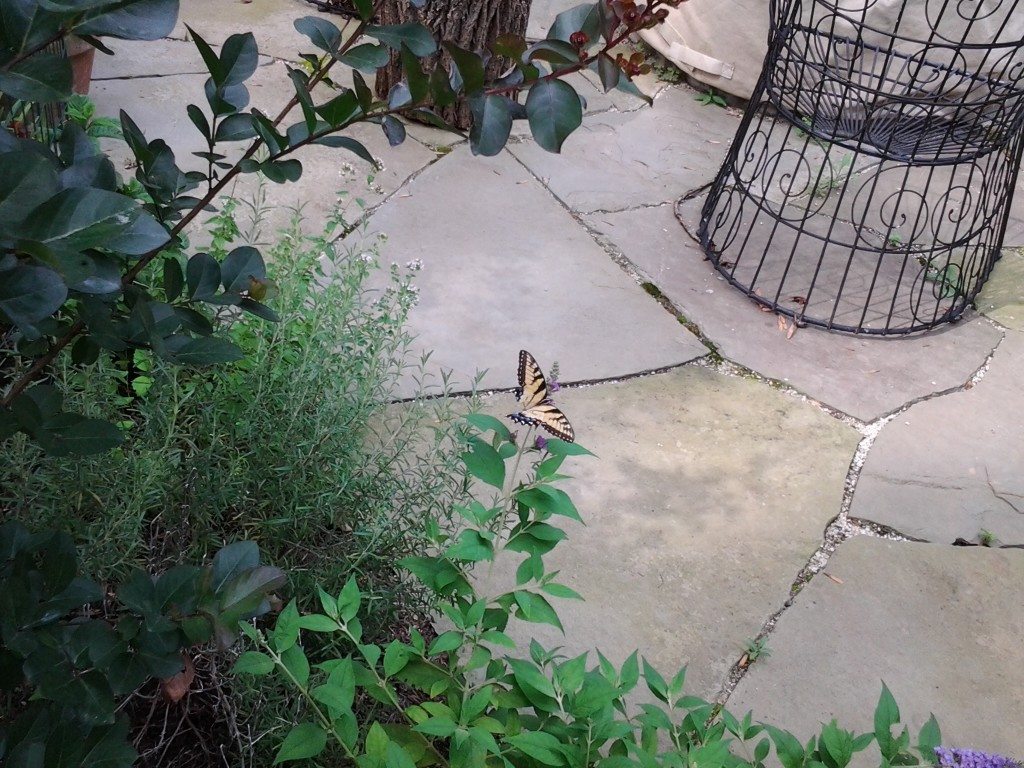 butterfly in the garden near the natural flagstone