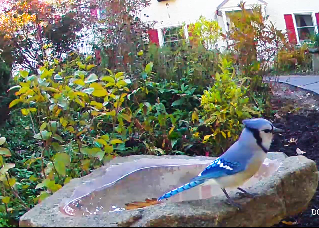 blue bird at the bird bath