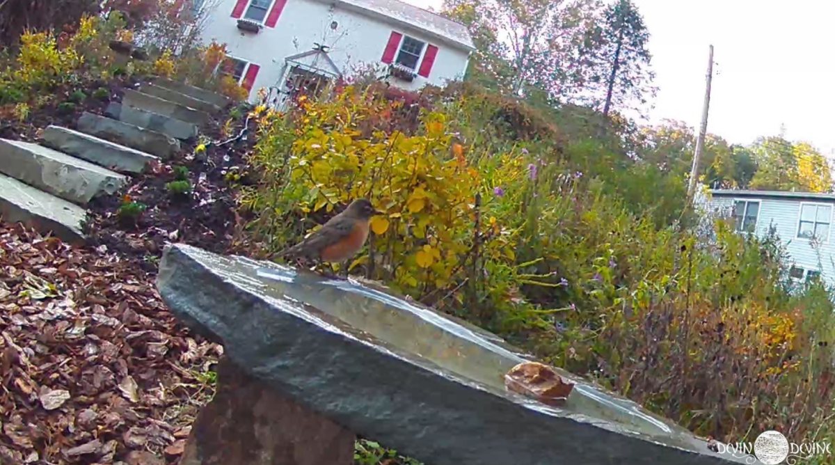 bird bath in wayne pa