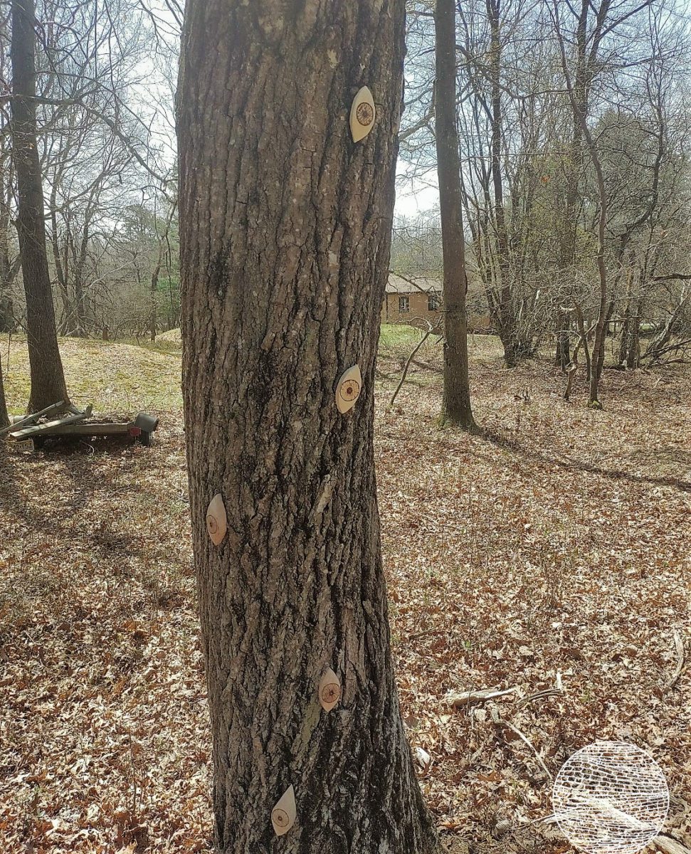 eyes on trees garden art