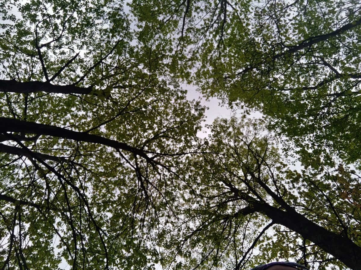 trees above me