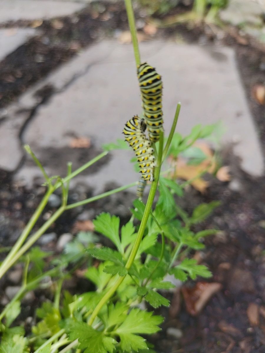 pollinator gardening