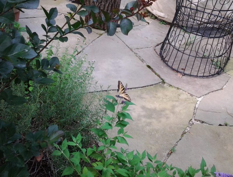 butterfly in the garden near the flagstones